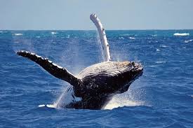 Mirissa Whales
